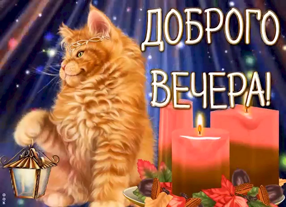 Добрый вечер кот