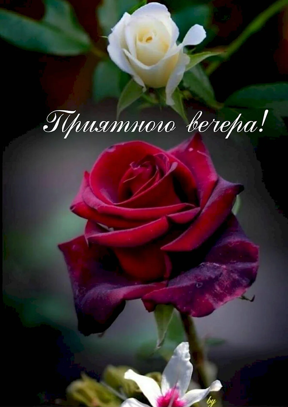 Добрый вечер с розами и пожеланиями