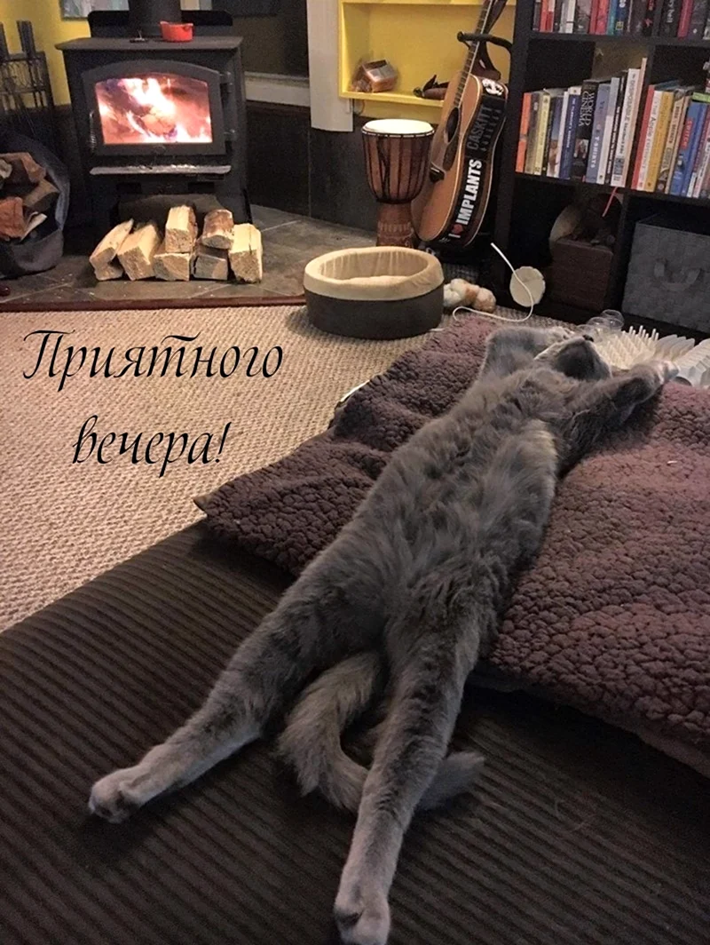 Дом для кота