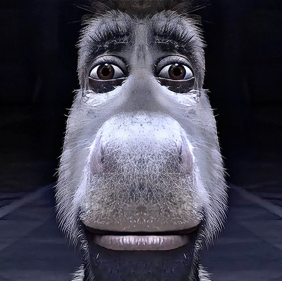 Donkey staring