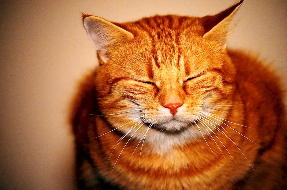 Довольный рыжий кот