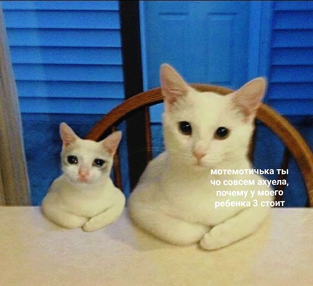 Два кота Мем