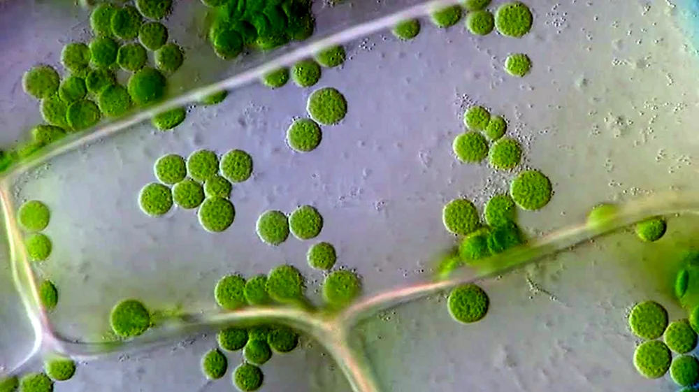 Движение хлоропластов в листе элодеи