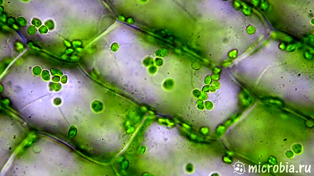 Движение цитоплазмы в клетках листа элодеи