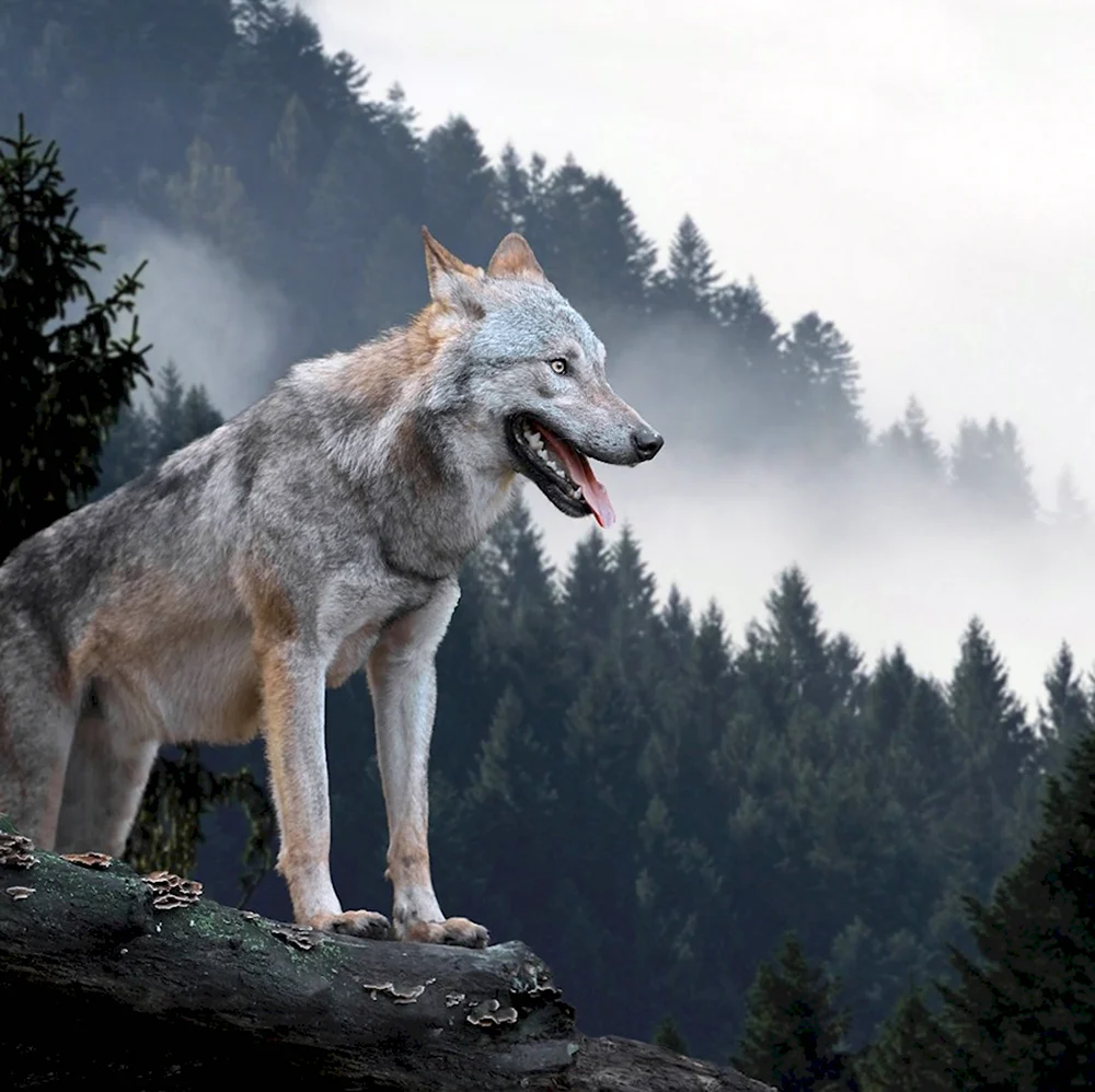Джанавар волк
