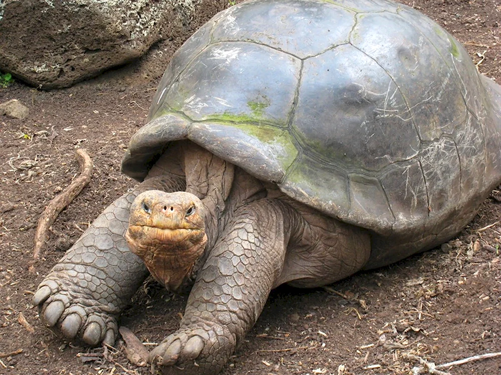 Джонатан Галапагосская черепаха