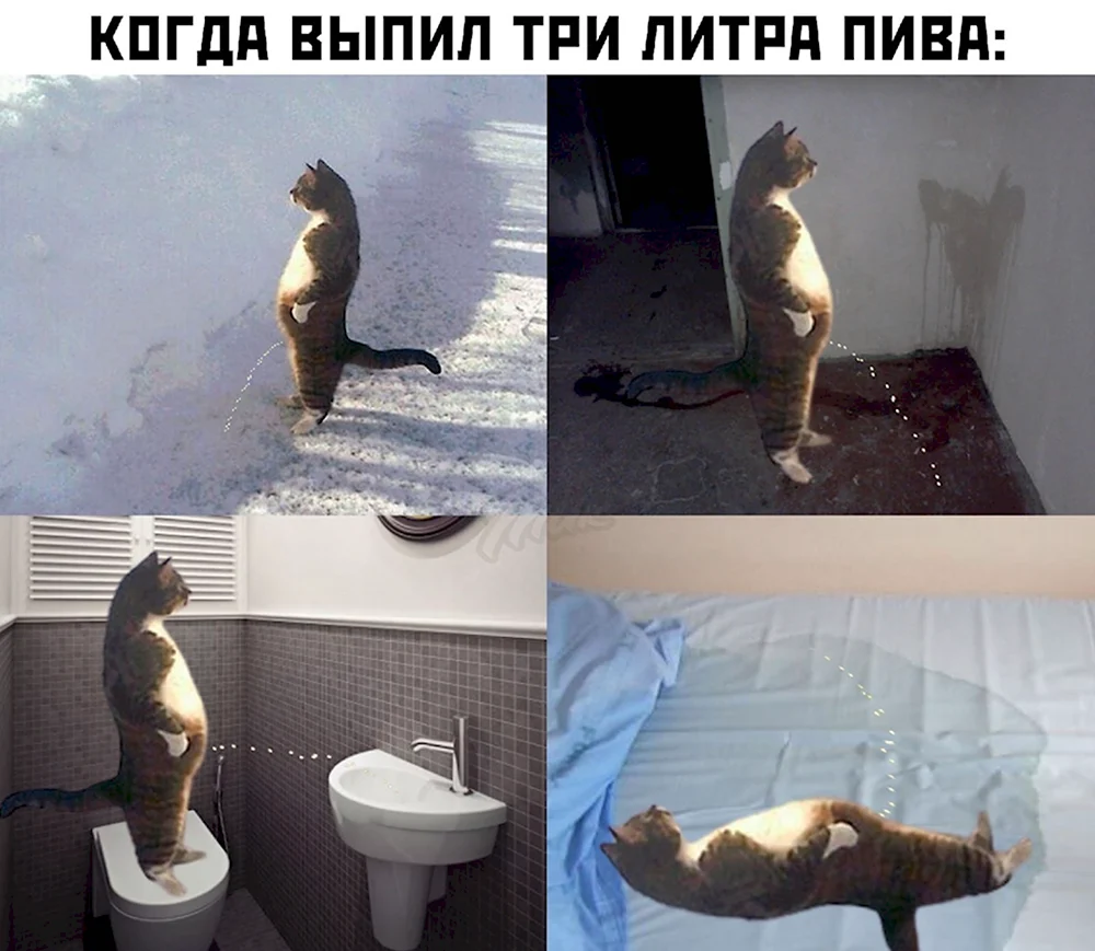 Ебобо кот