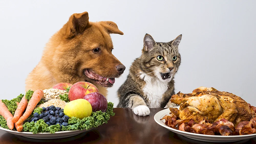 Еда для домашних животных