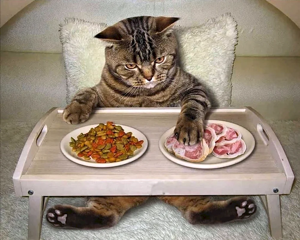 Еда для котов