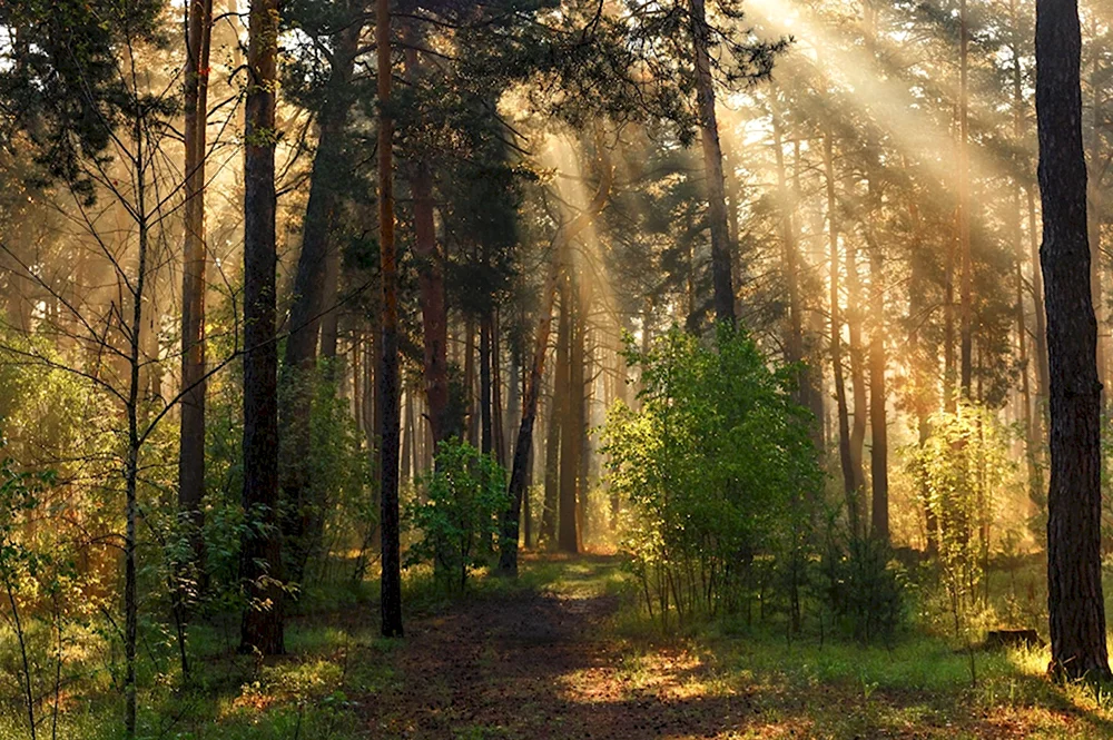 Эдвард Григ утро в лесу