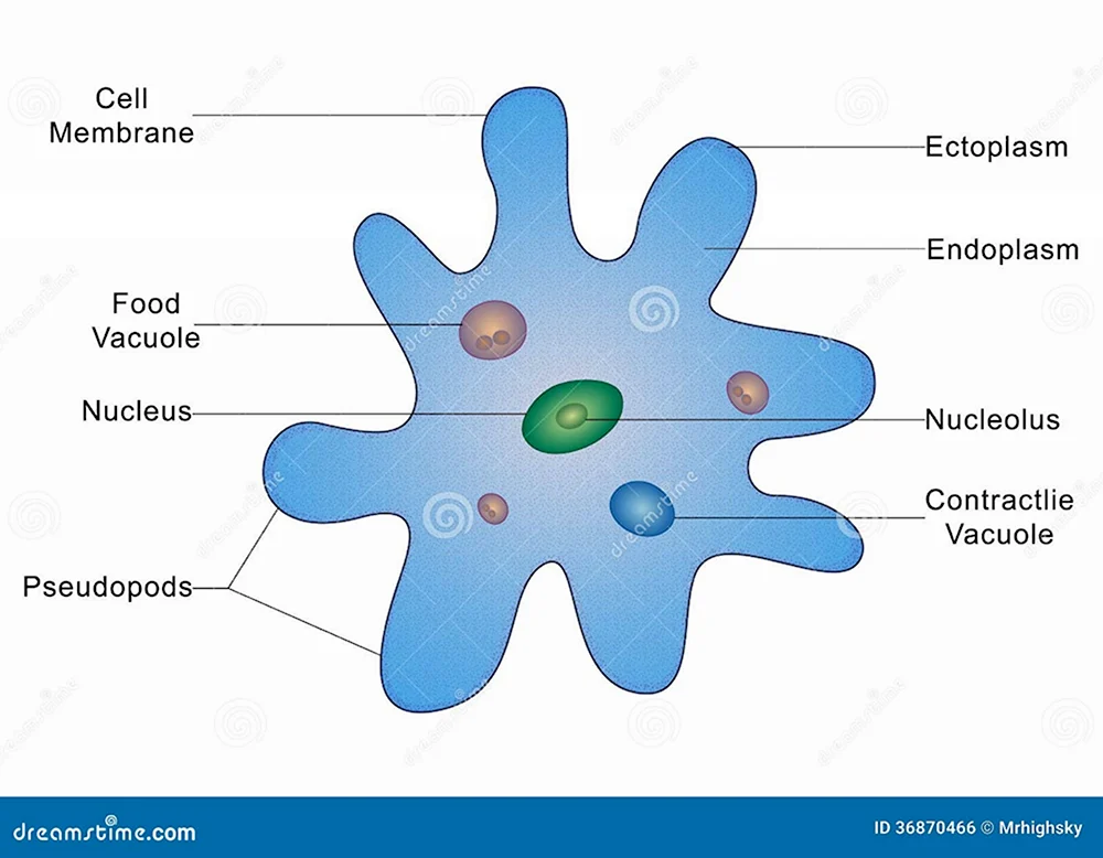 Эктоплазма амеба обыкновенная