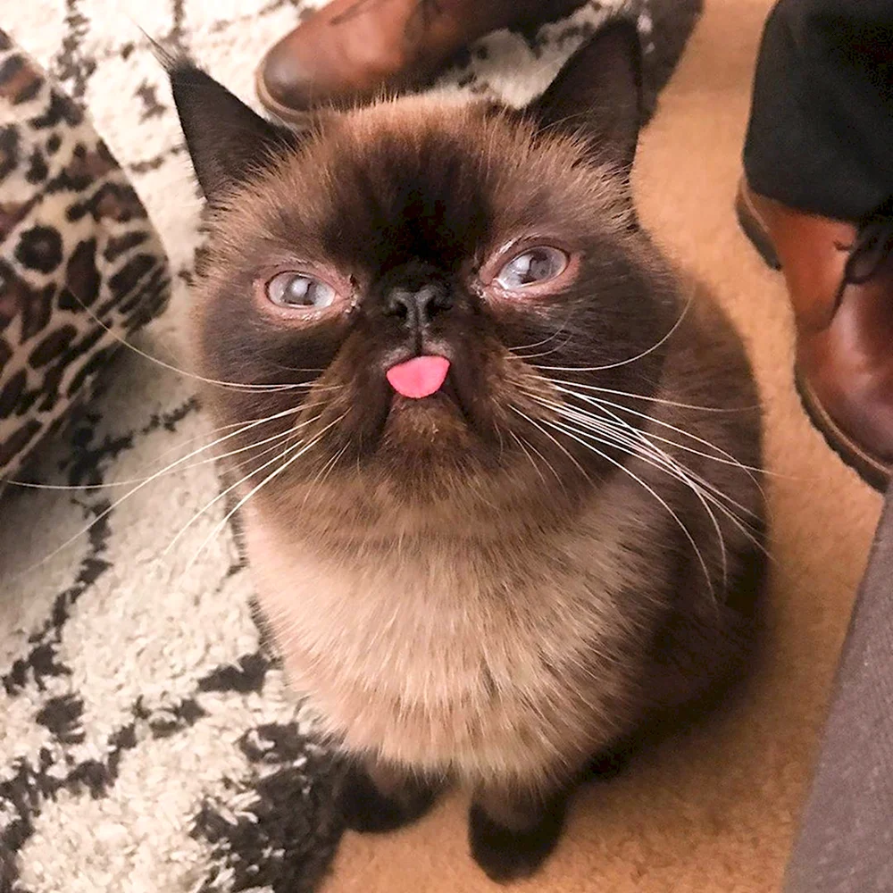 Экзотическая кошка с языком