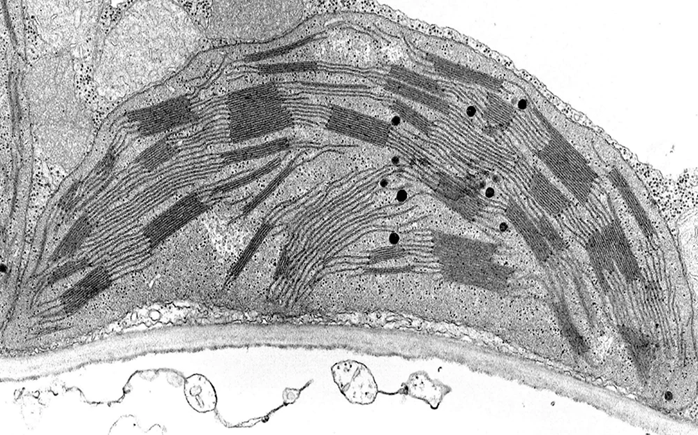 Электронная микрофотография хлоропласта