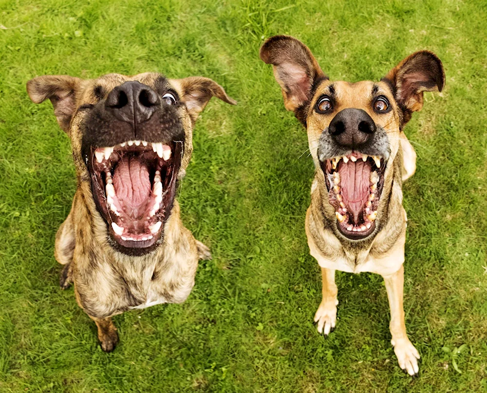 Elke Vogelsang собаки