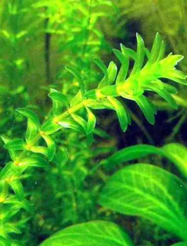 Элодея аквариумное растение