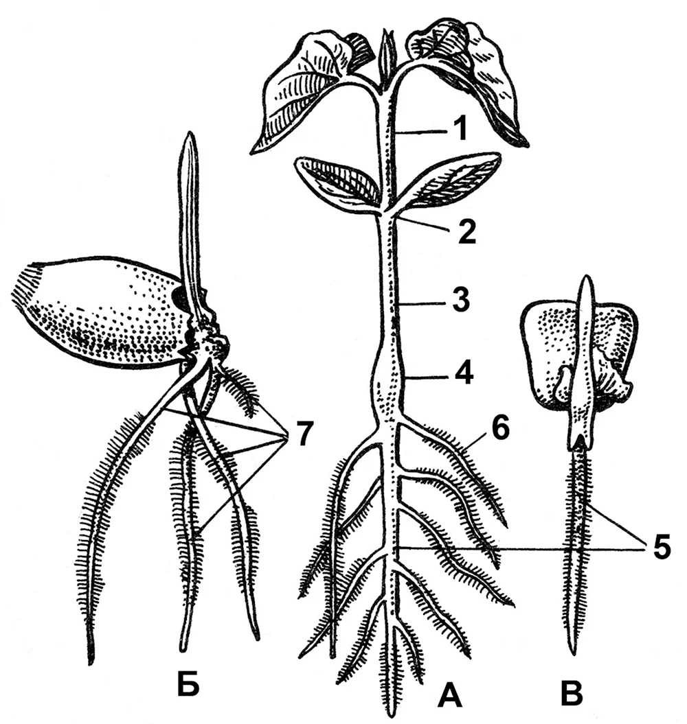 Эпикотиль и гипокотиль