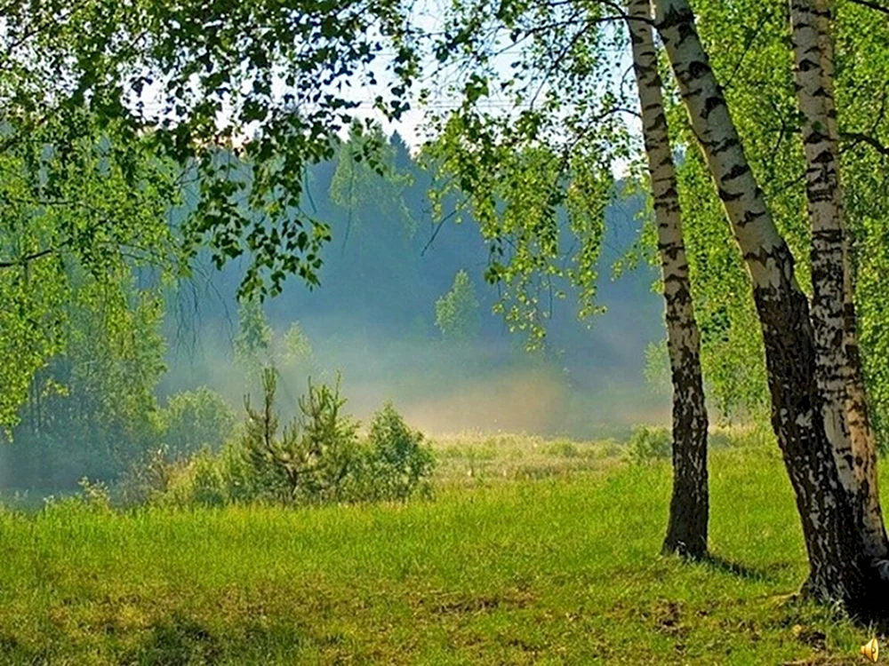 Есенинская Русь береза