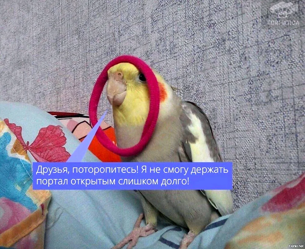 Есус попугай