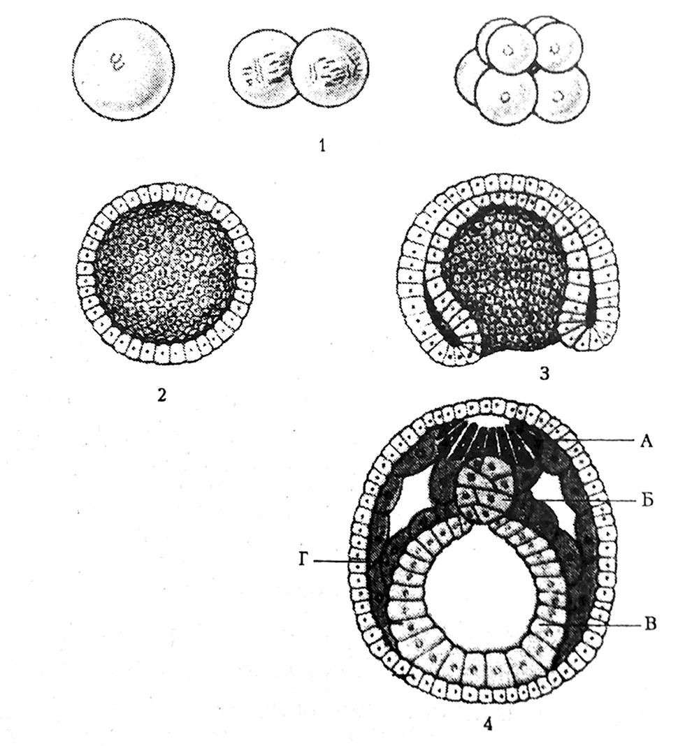 Этапы эмбрионального развития ланцетника
