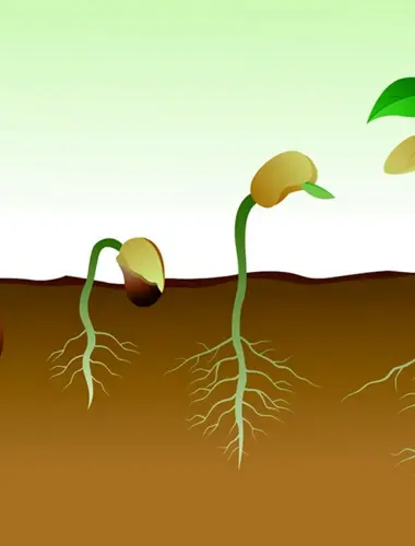 Этапы прорастания семени Боба