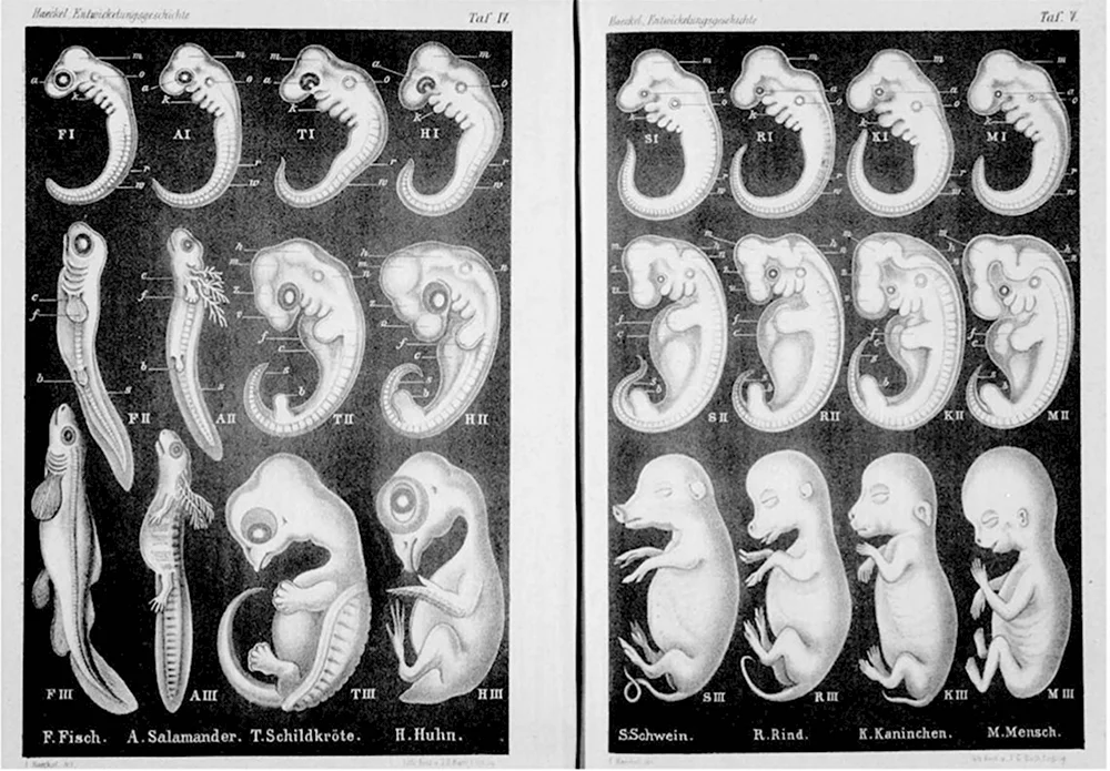 Эволюция эмбриона Геккель