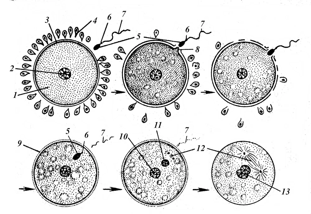 Фазы оплодотворения схема