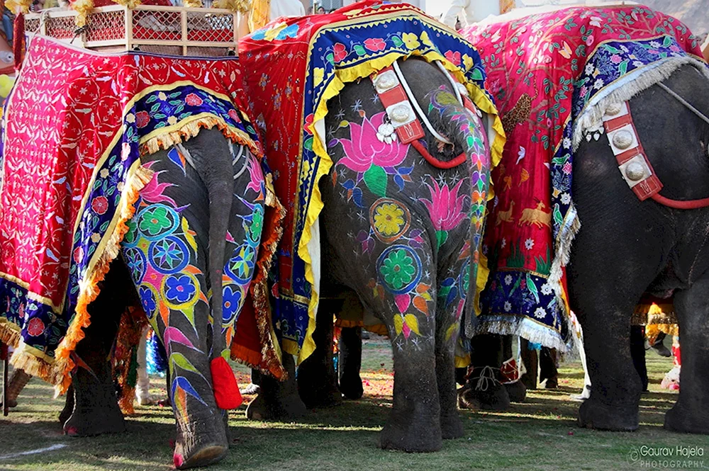 Фестиваль слонов — Джайпур Индия