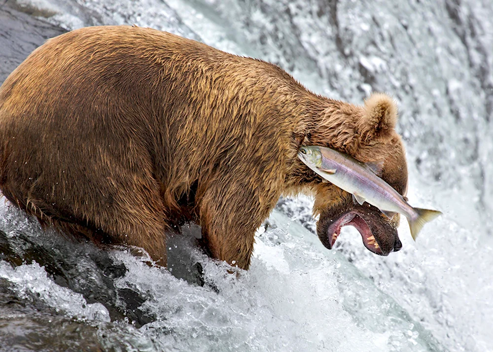 Финалисты конкурса comedy Wildlife Photography Awards