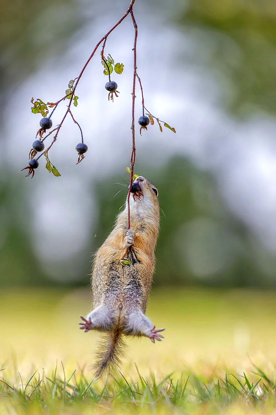 Финалисты конкурса comedy Wildlife Photography Awards