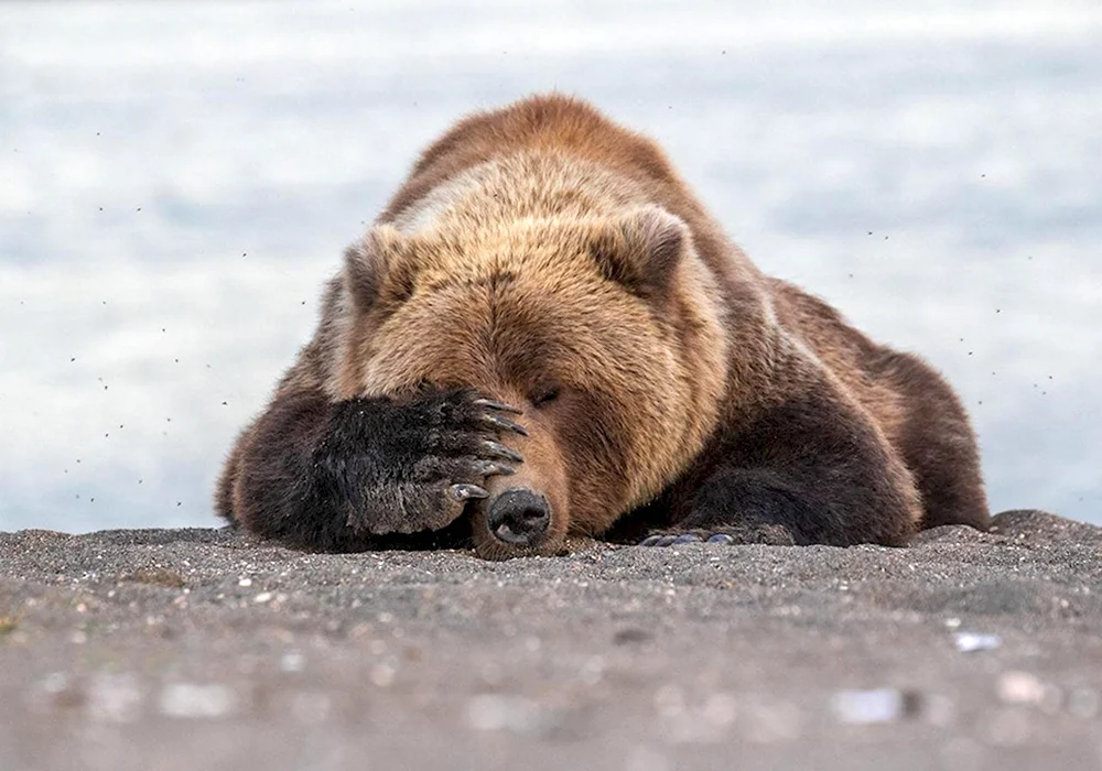 Финалисты конкурса comedy Wildlife Photography Awards