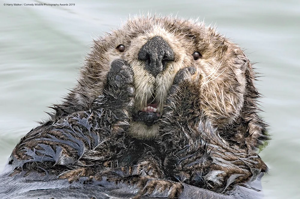 Финалисты конкурса comedy Wildlife Photography Awards