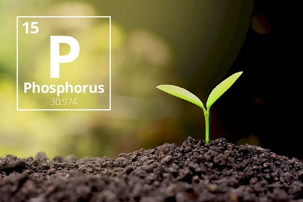 Фосфор в почве