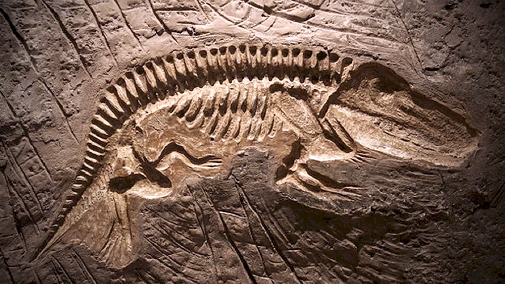 Fossil окаменелости