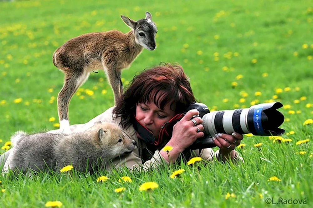 Фотограф фотографирует животных