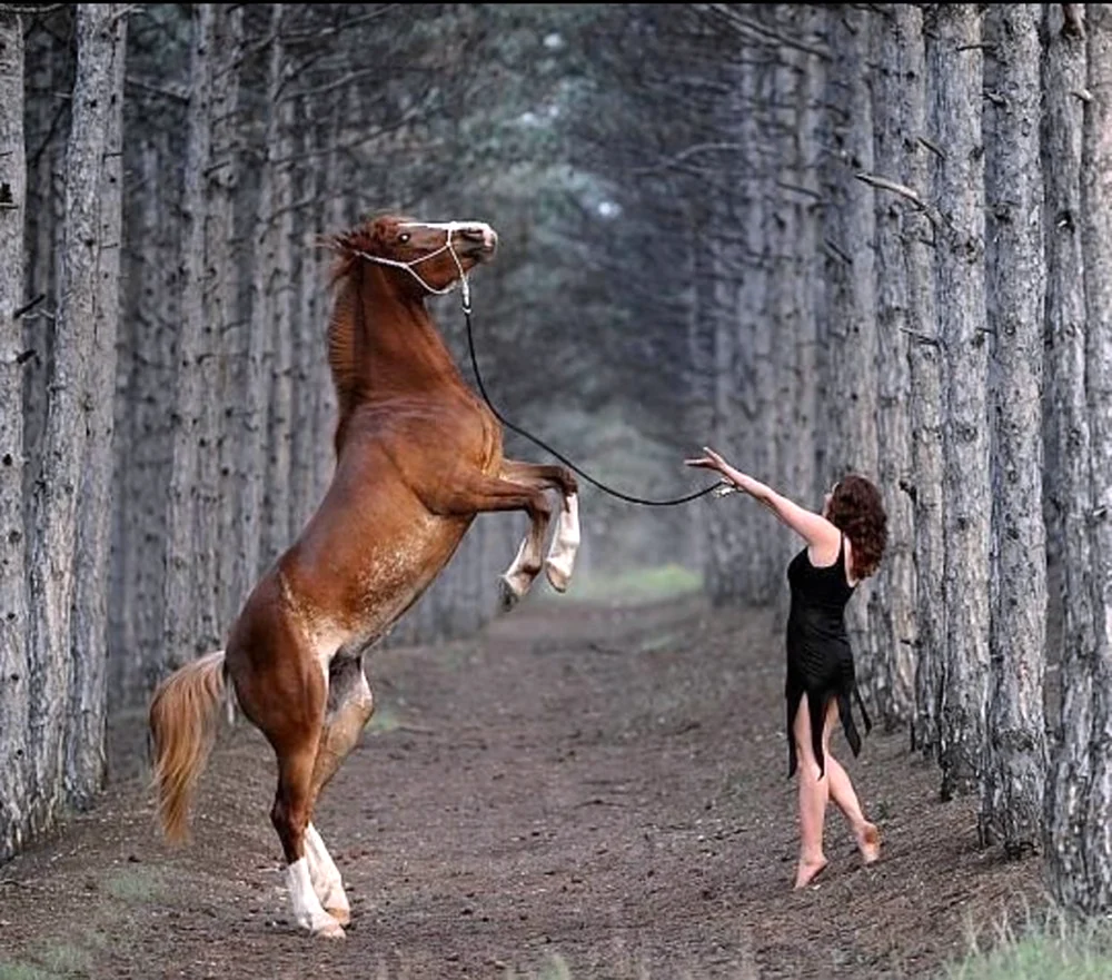 Фотосессия с лошадью на дыбах