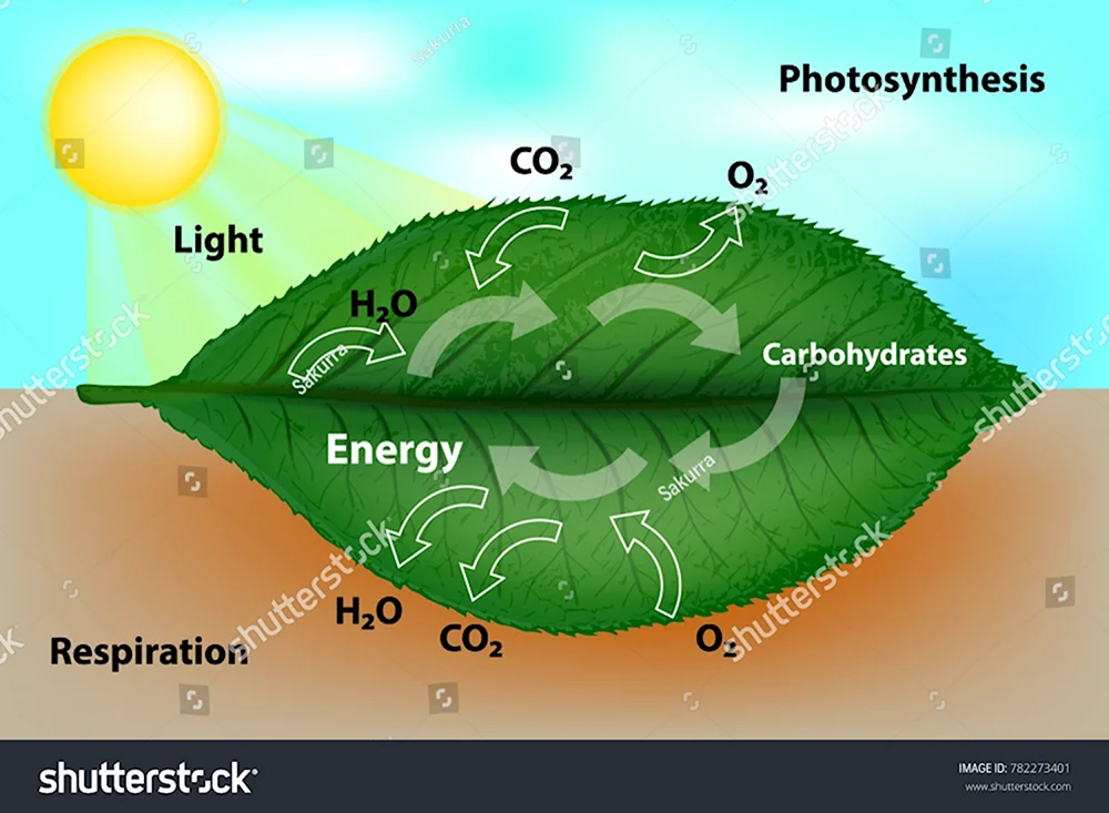 Фотосинтез и клеточное дыхание