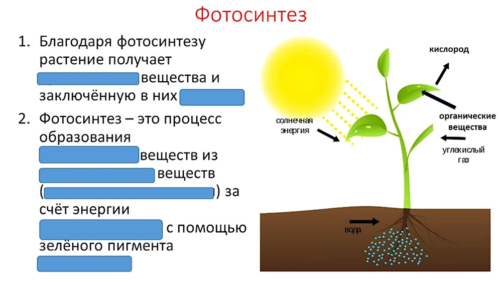 Фотосинтез класс 6 класс