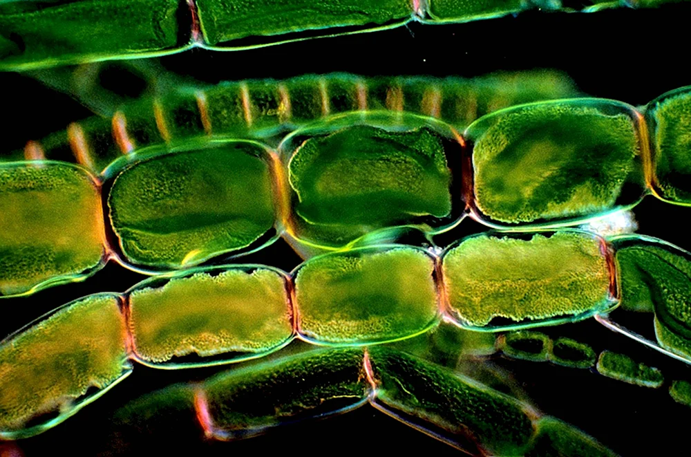 Фотосинтез под микроскопом