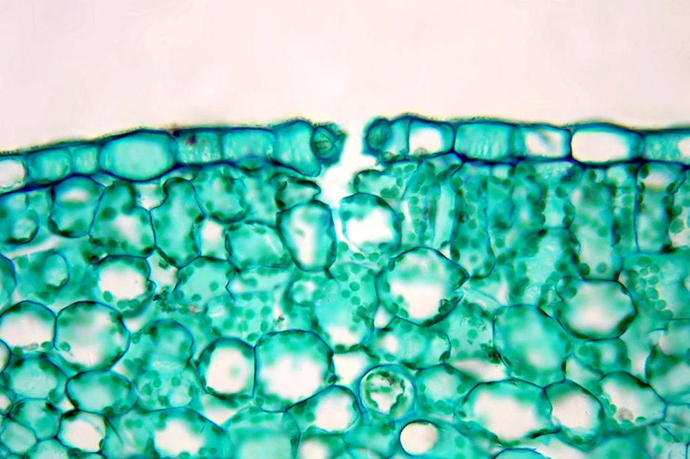 Фотосинтезирующая ткань листа под микроскопом