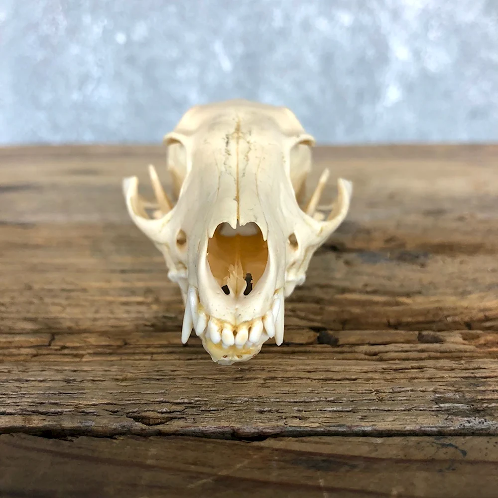 Fox Scull