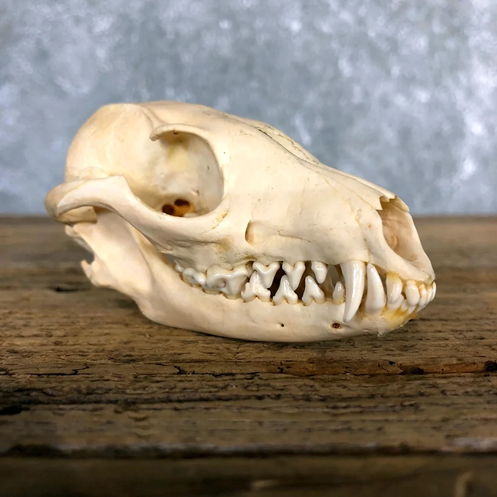 Fox Scull