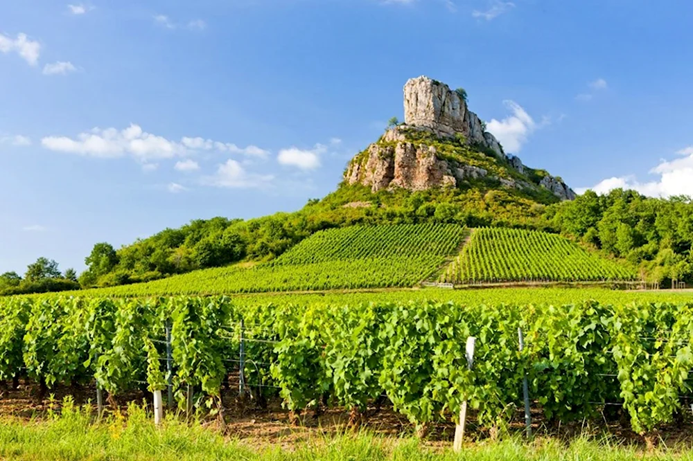 Франция Бургундия виноградники