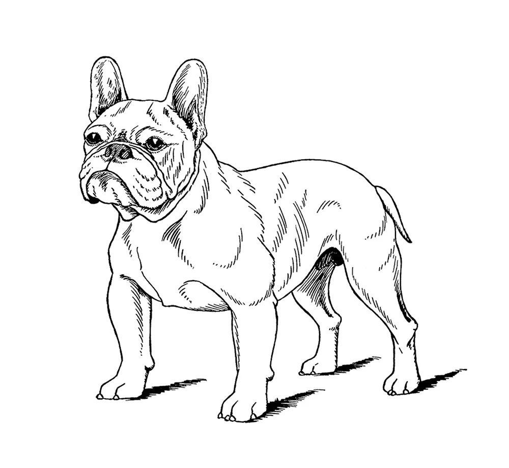 Французский бульдог щенок раскраска