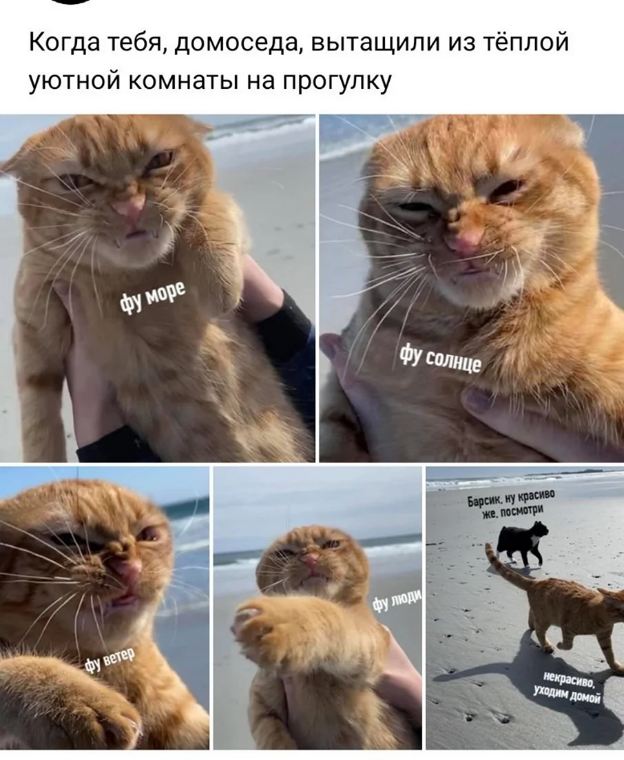 Фу море фу солнце кот