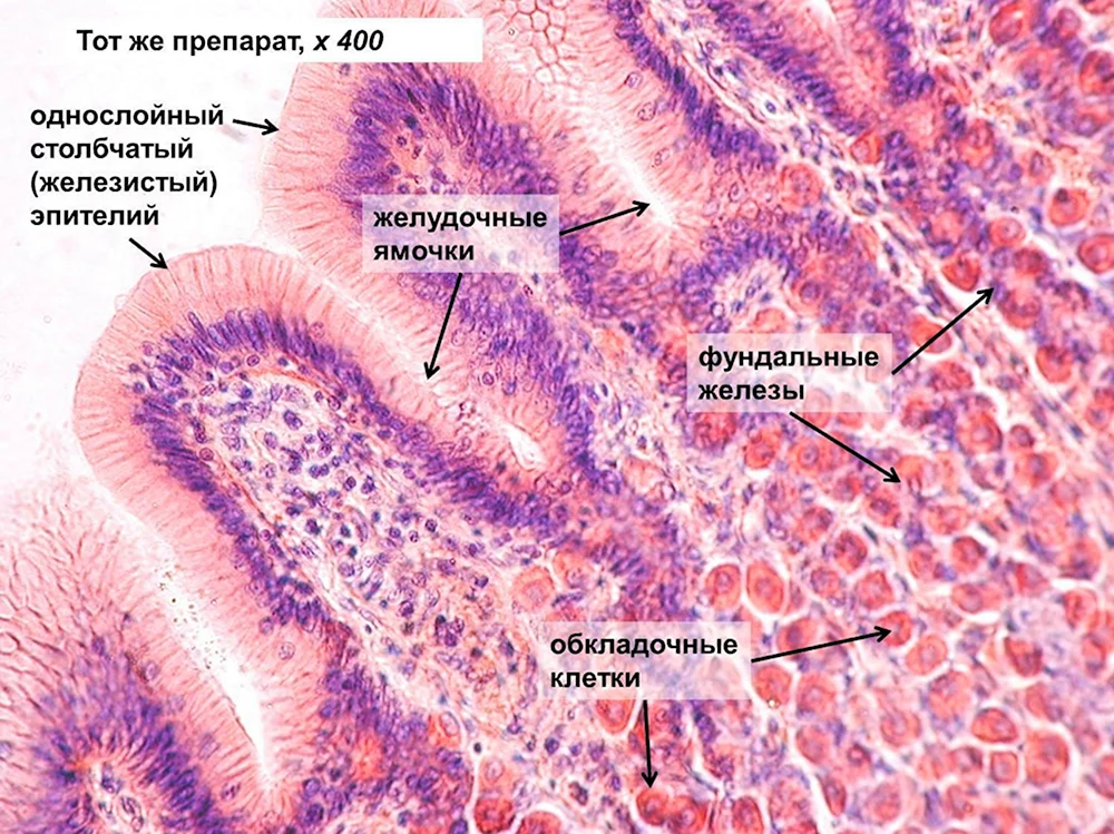 Фундальный отдел желудка гистология