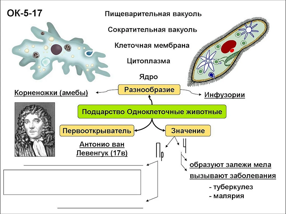 Функции сократительной вакуоли