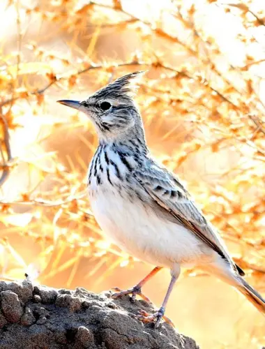 Galerida cristata