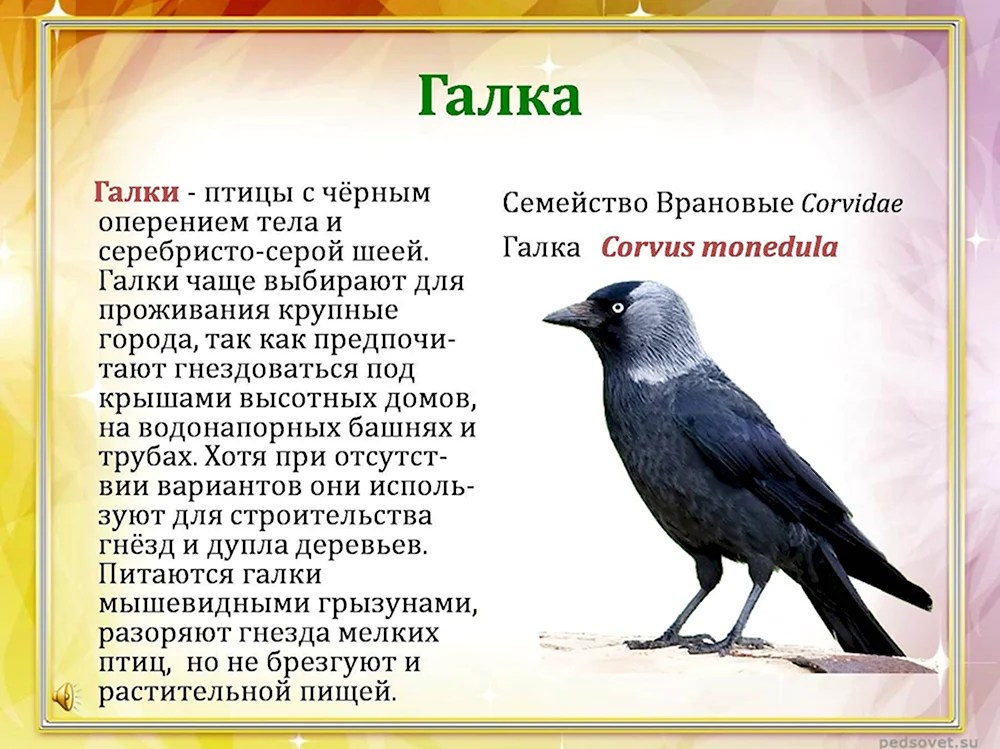 Галка описание серий. Галки зимующие или перелетные. Галка. Галка птица. Галка описание.