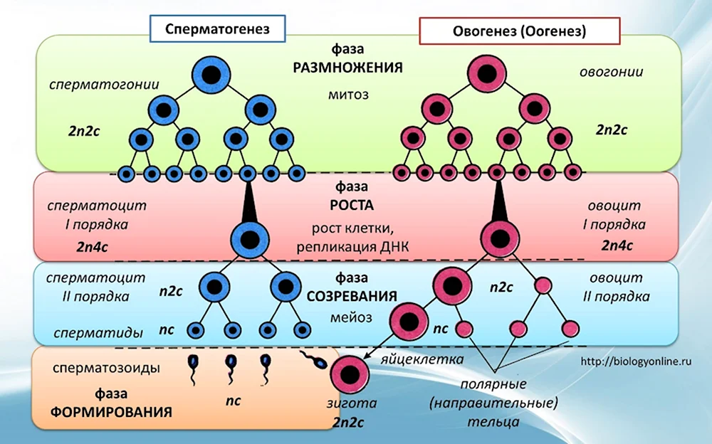 Гаметогенез сперматогенез овогенез
