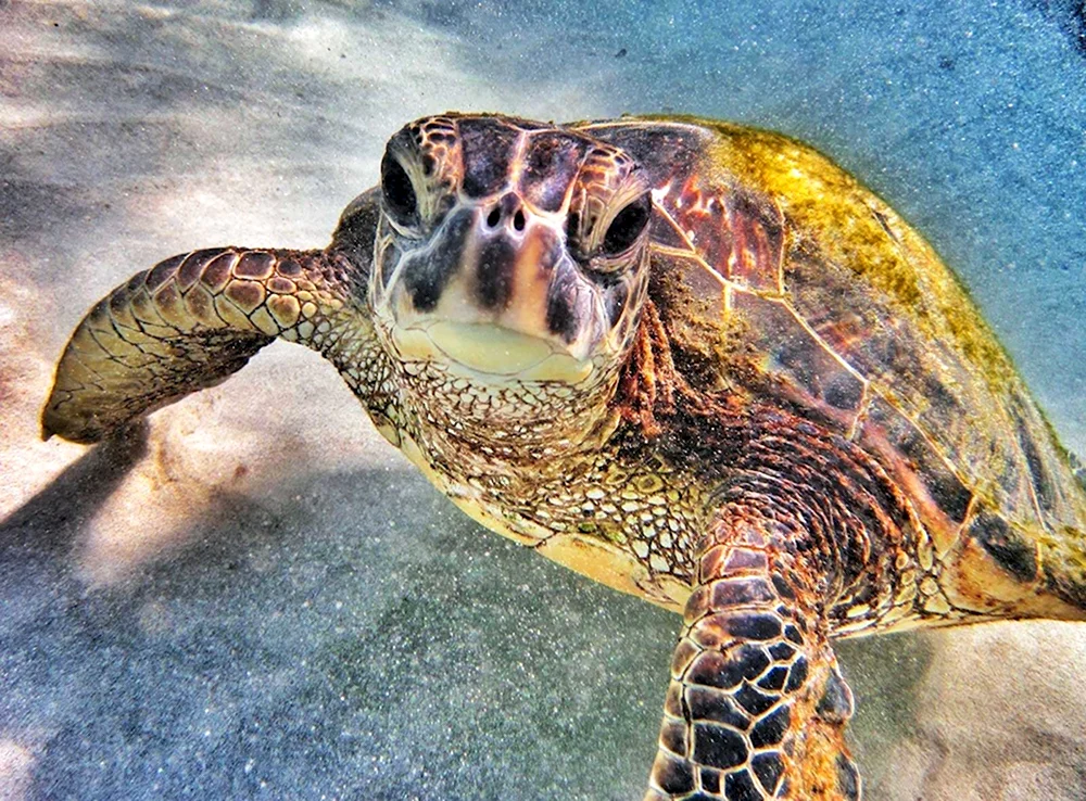 Гавайи морские черепахи